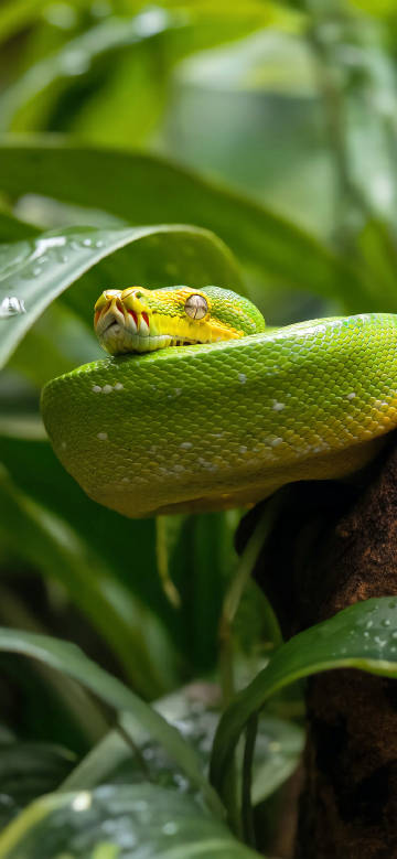 Green python perched on a tree phone wallpaper