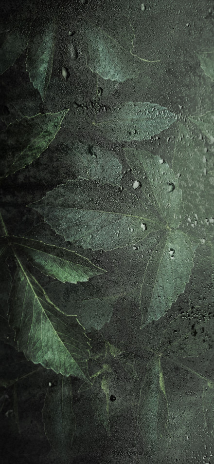 Dark background 4K wallpaper, green leaves, water drops, after rain