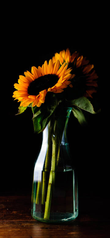 Sunflowers in bottle on black background phone wallpaper