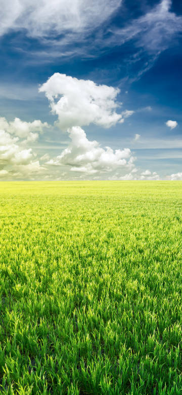 Vast green field and blue sky phone wallpaper
