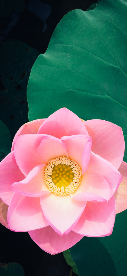 Fresh and beautiful pink lotus close-up phone wallpaper