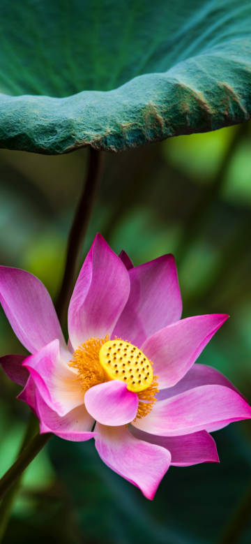 Pink lotus with soft petals phone wallpaper
