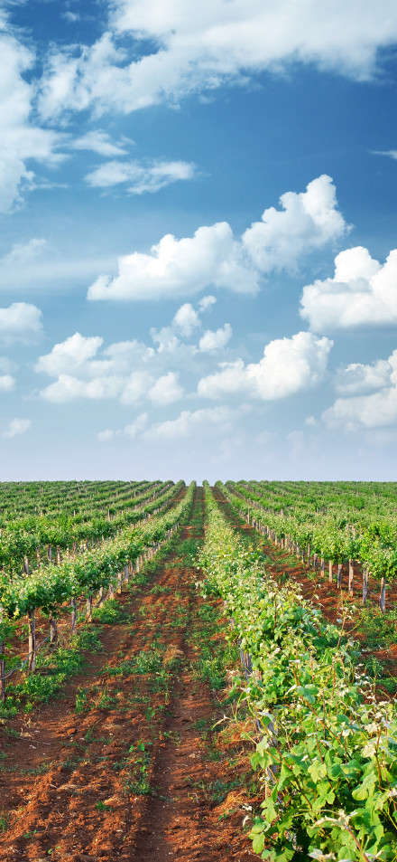 Beautiful view of vineyards under the sun