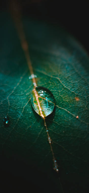 Beauty of water droplet on green leaf phone wallpaper