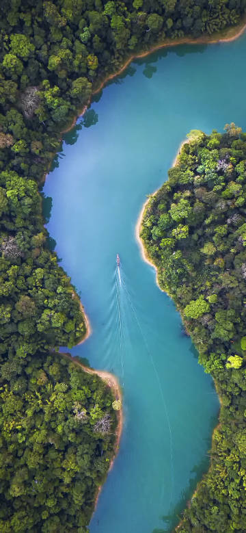 Overlooking the turquoise river amidst the lush forest phone wallpaper