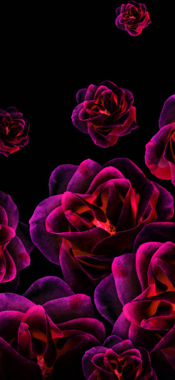 Vibrant Red Roses on Black Background 4K Wallpaper Vibrant Red Roses on Black Background 4K Wallpaper