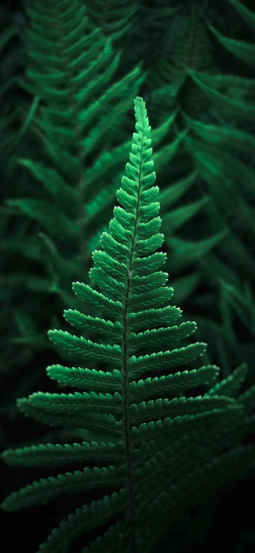 Green Plant Leaves Close Up Photo