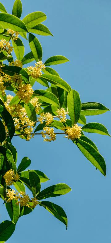 Beautiful Golden Osmanthus Close-Up 4K Phone Wallpaper