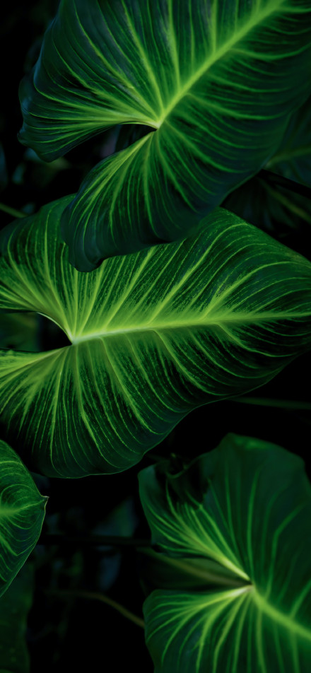 Large, bright green leaves in dark light