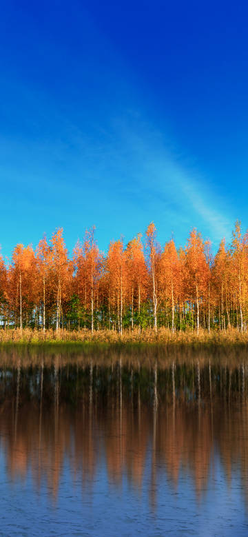 Autumn natural scenery phone wallpaper