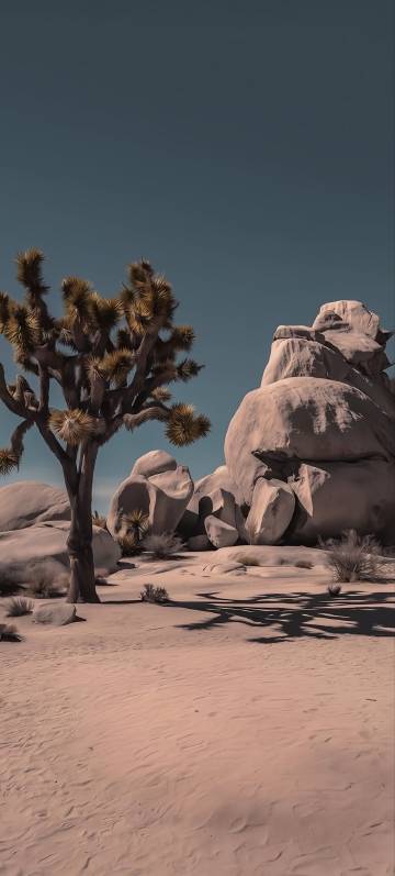 Unique Trees and Massive Rocks in the Desert 4K Wallpaper Unique Trees and Massive Rocks in the Desert 4K Wallpaper