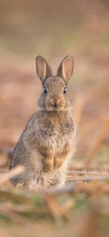 A gray-brown rabbit with alert eyes phone wallpaper