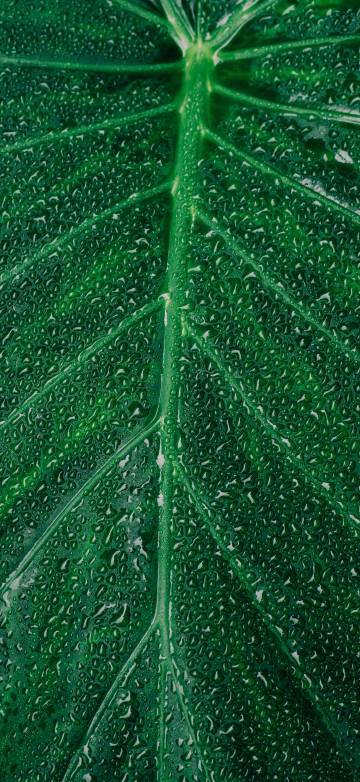 Close-up Photography of Dewdrops on Leaf Phone Wallpaper