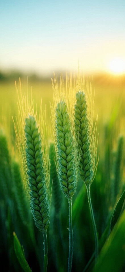 Wheat ears in the sunlight phone wallpaper