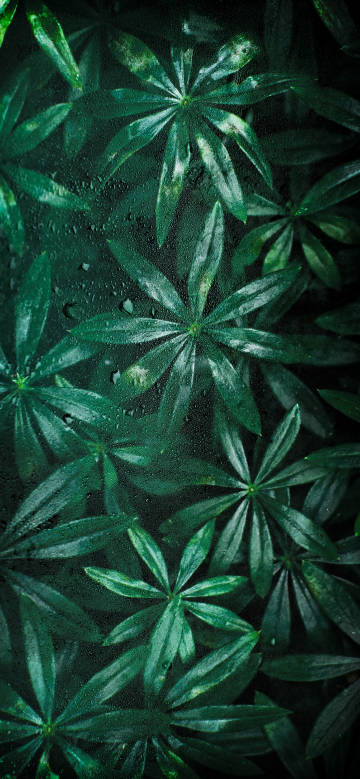 Green leaves with water droplets close-up phone wallpaper