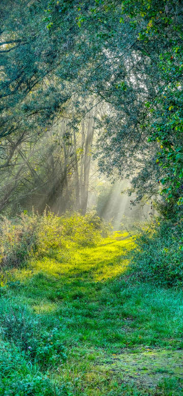 Morning sun shining through the forest phone wallpaper