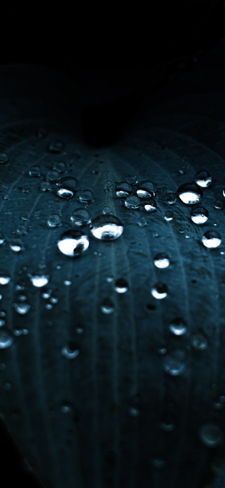 Crystalline water droplets on dark-colored leaves phone wallpaper