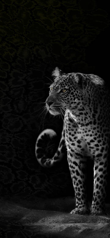 Leopard with sharp eyes and majestic posture phone wallpaper