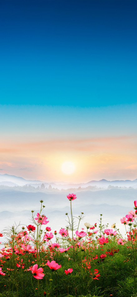Blue Sky and Orange Sunrise Light Over Flower Field