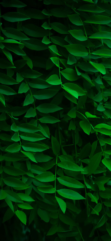 Lush Wall Of Dark Green Leaves Wallpaper 4K
