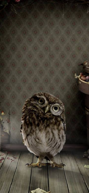 An owl with a magnifying glass phone wallpaper