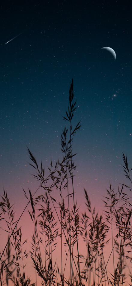 Fantasy night sky grass shadow wallpaper