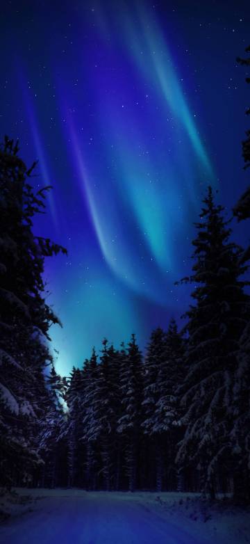 Magical Blue Aurora Sky Over Forest Wallpaper Magical Blue Aurora Sky Over Forest Wallpaper
