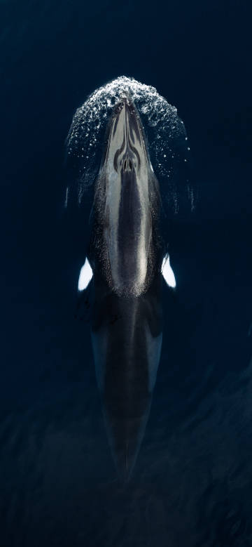 Latest Wallpaper 1
