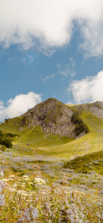 Alpine landscape wallpaper: meadows, wildflowers and blue sky
