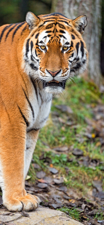 Majestic tiger's gaze