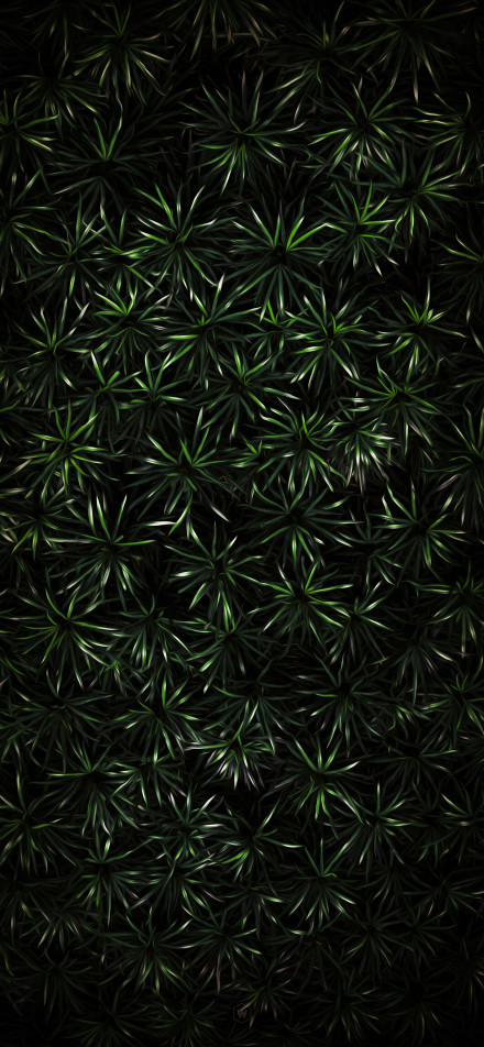 Dense green radial leaves on a black background