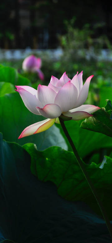 A pinkish-white lotus flower phone wallpaper