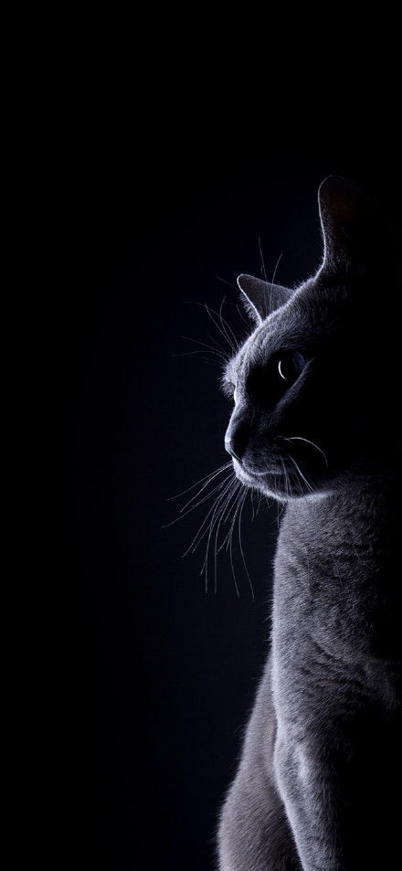 Gray cat silhouette on dark background