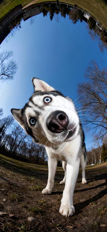 Cute Husky Looking at the Camera Depth Effect 4K wallpaper