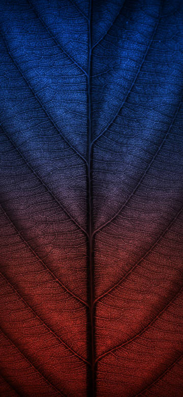 Clear leaves with a gradient from blue to red phone wallpaper