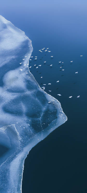 Bird flying over the ice phone wallpaper