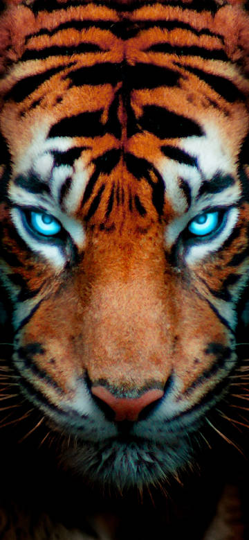 Fierce Tiger Face with Glowing Blue Eyes 4K Phone Wallpaper
