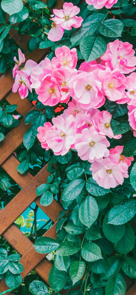 Pink Rose Flowers on Wooden Fence 4K Phone Wallpaper