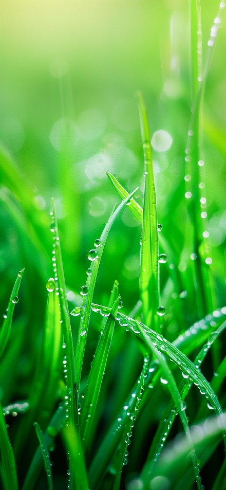 Fresh Green Grass with Dew Drops 4K Nature Wallpaper