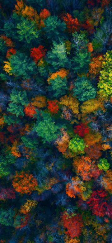 Overlooking the beauty of the colorful autumn forest