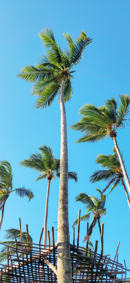 Tropical Tall Coconut Trees and Blue Sky View