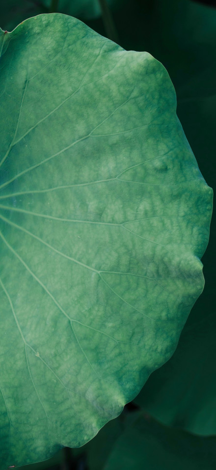 Green lotus leaves on dark background phone wallpaper