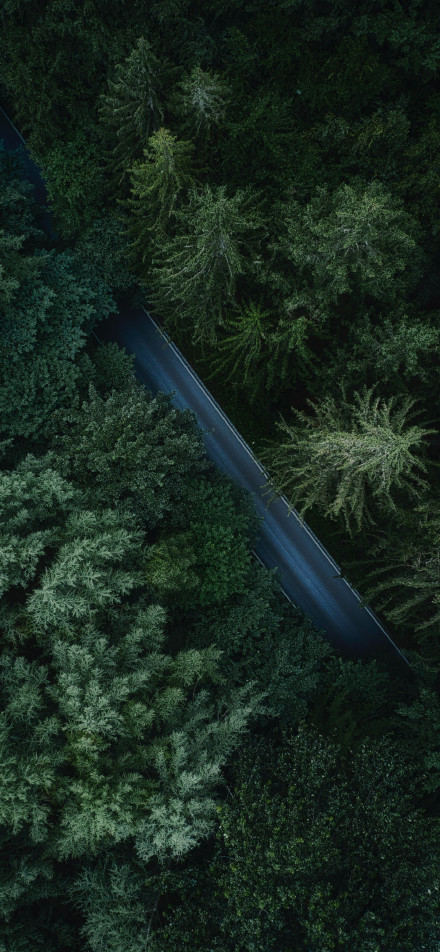 Road in the dark forest phone wallpaper