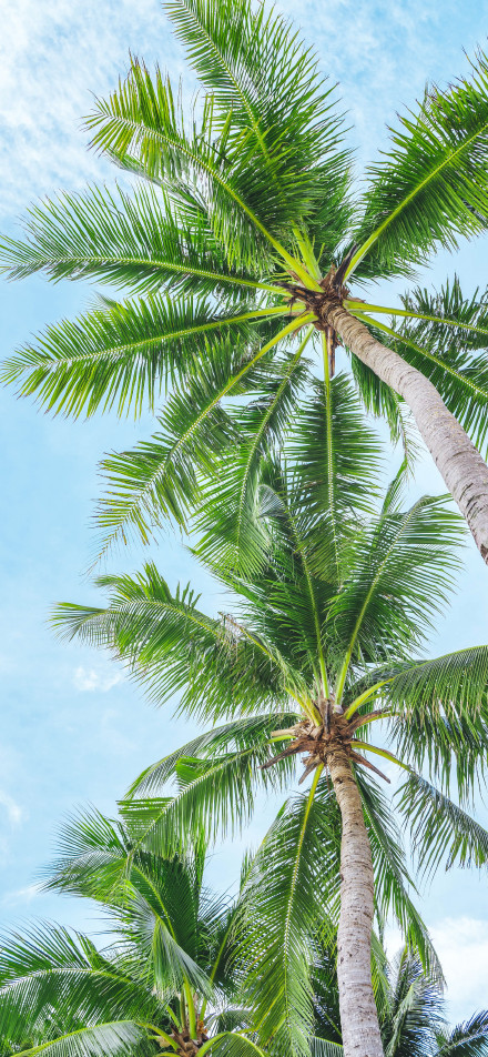 Tropical Palm Trees Phone Wallpaper