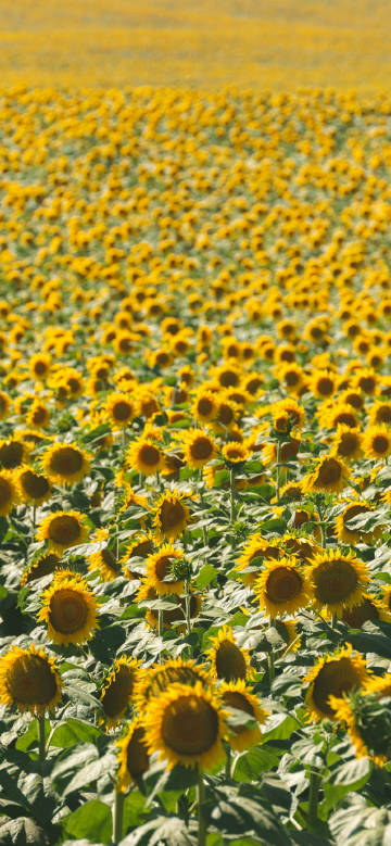 A field of sunflowers full of life and vigor phone wallpaper