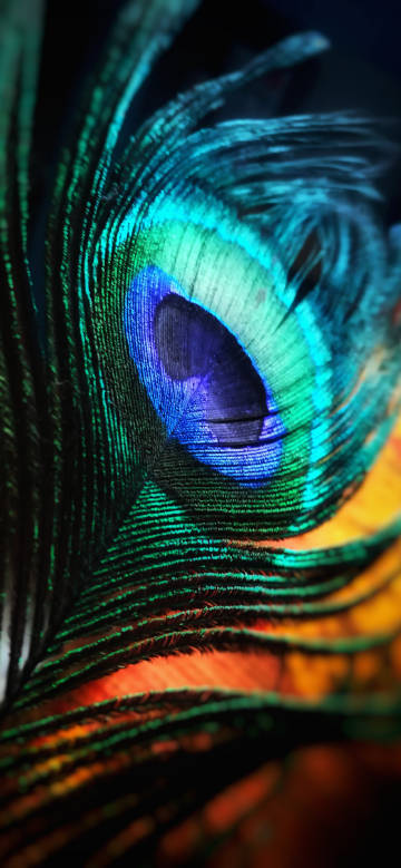 Fantastic colors of peacock feather phone wallpaper