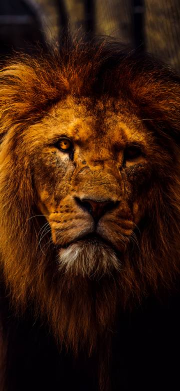 Cool Golden Lion Staring In The Dark 4K Wallpaper