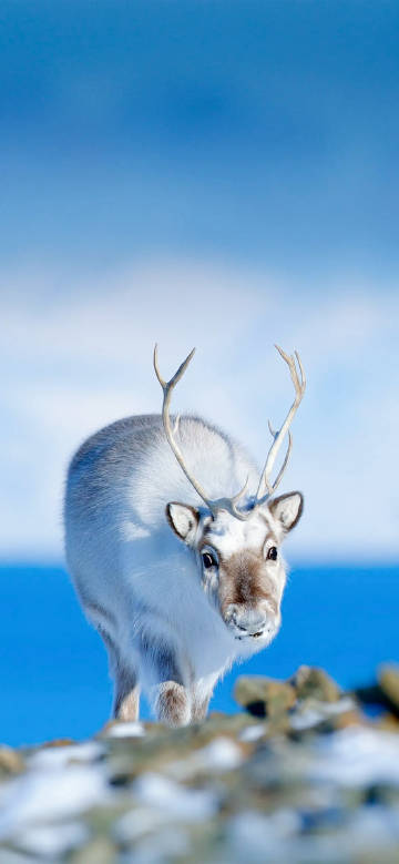 White reindeer in snow under blue sky phone wallpaper