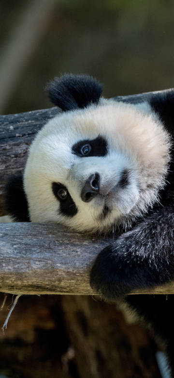 Cute Panda Resting on a Log 4K Phone Wallpaper Cute Panda Resting on a Log 4K Phone Wallpaper