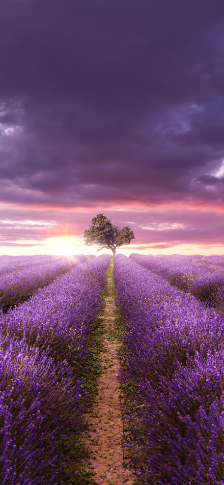 Lavender fields at sunset phone wallpaper